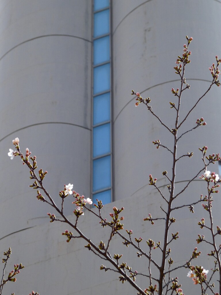 梢