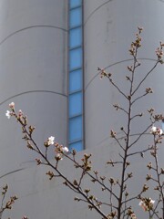 梢
