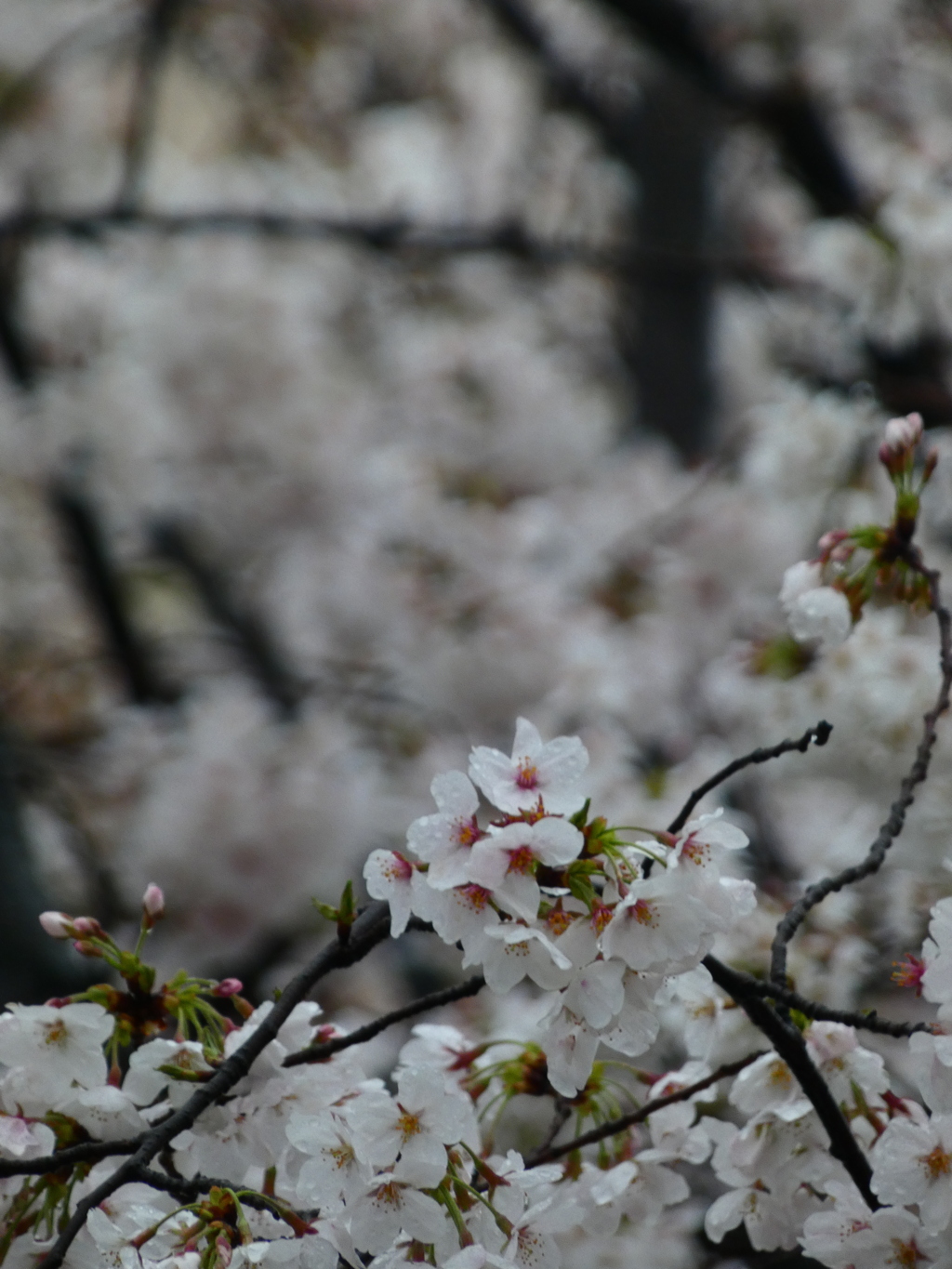 雨の中の桜 ーソメイヨシノ（３）－