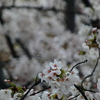 雨の中の桜 ーソメイヨシノ（３）－