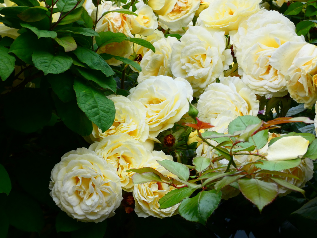 生垣の薔薇（４）