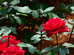 熱情という名の薔薇