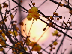 満月蠟梅とウルフムーン