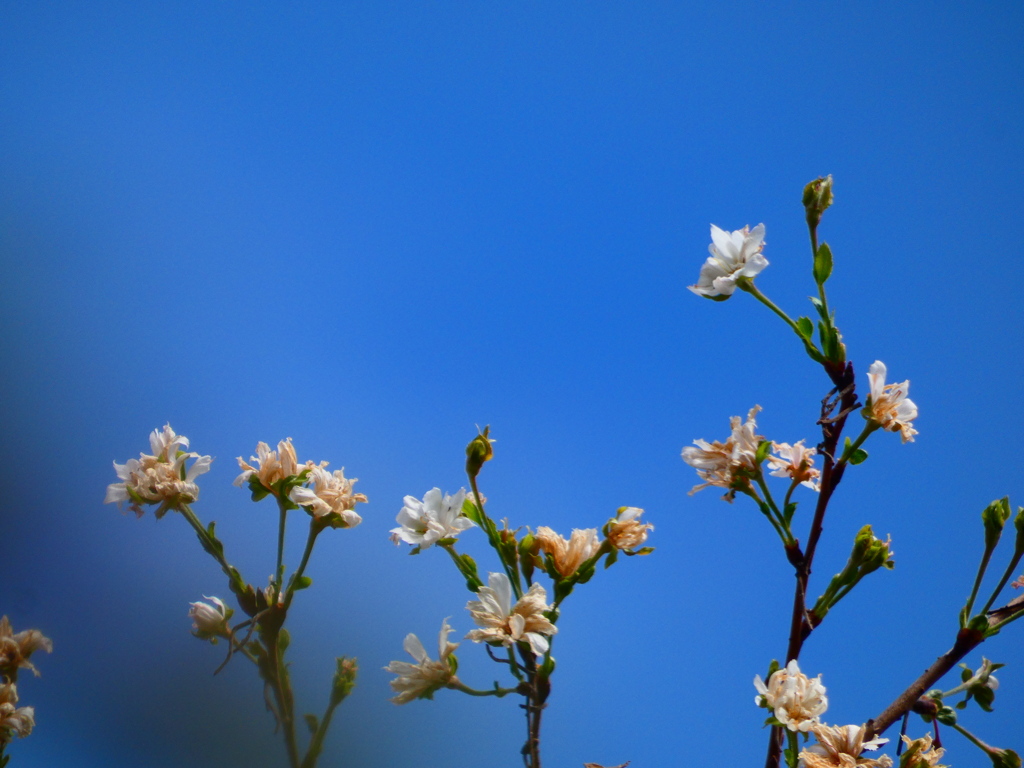 秋晴れの十月桜