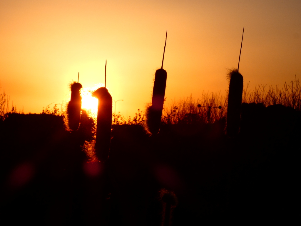 夕陽のガマノホ