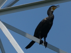 カラスじゃないって