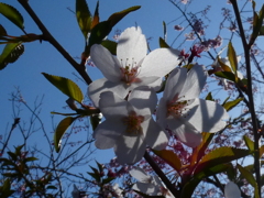桜マーク