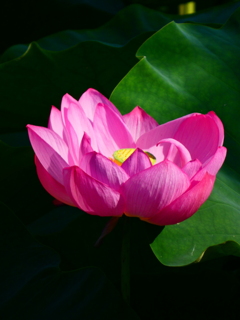 行田蓮