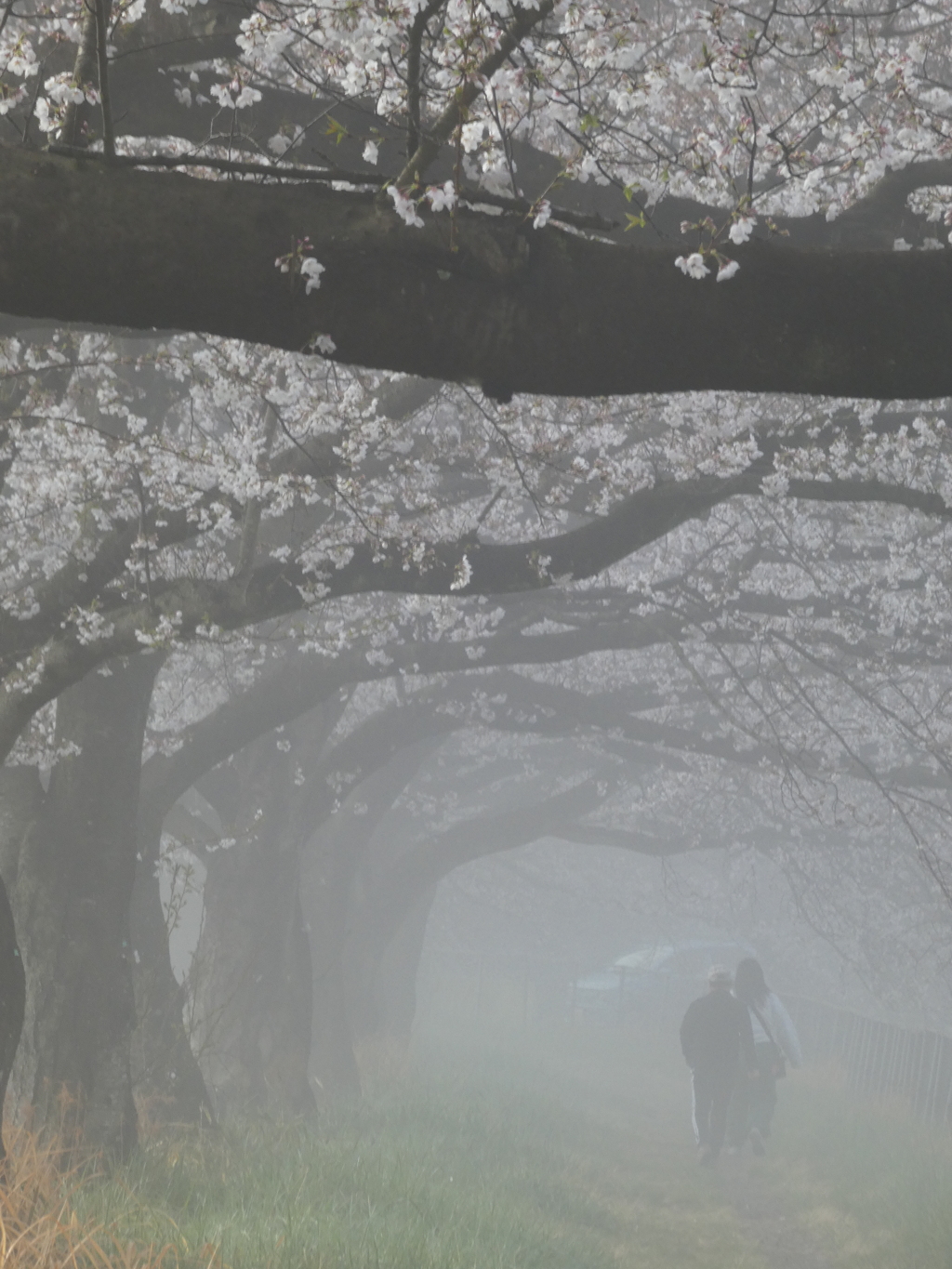 霧と桜のトンネル
