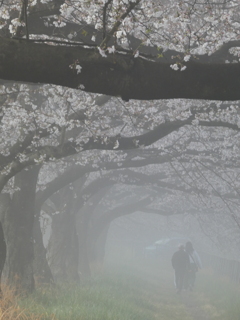 霧と桜のトンネル