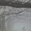 霧と桜のトンネル