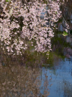 両方の花見