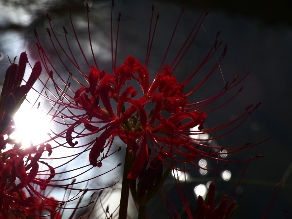 見沼代用水西縁 彼岸花2025（13）