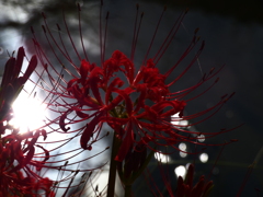 見沼代用水西縁 彼岸花2025（13）