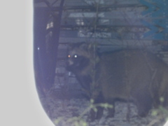 住宅街のタヌキさん