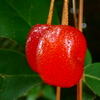熟