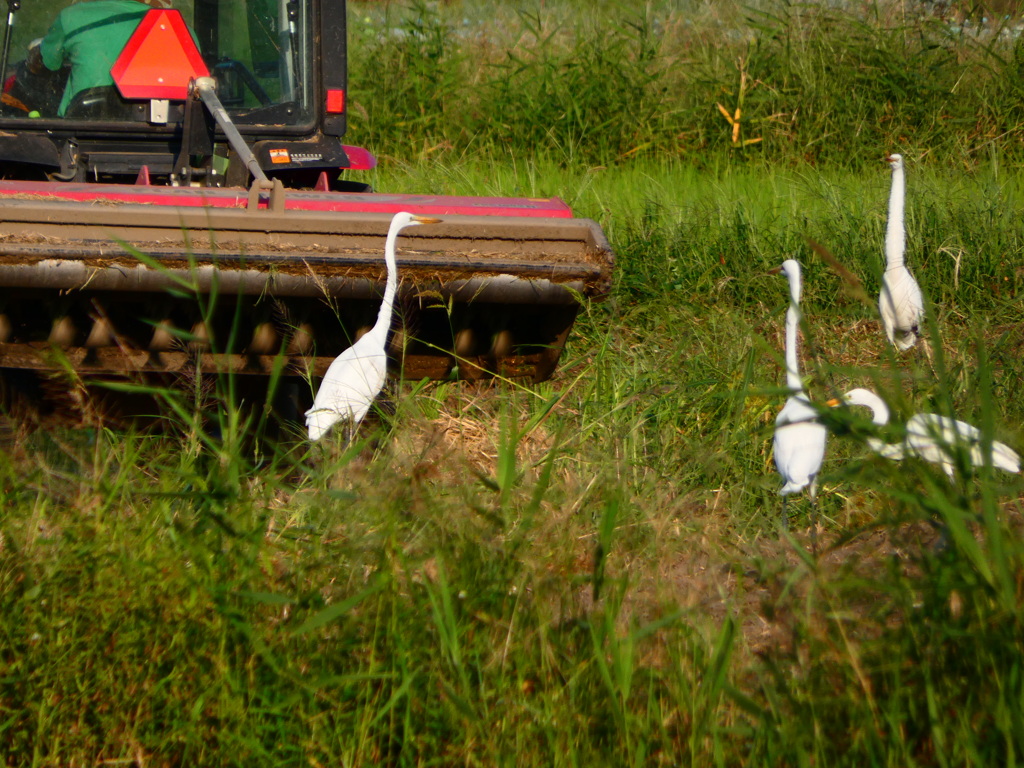 鷺さんたちに人気のトラクター