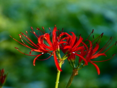 見沼代用水西縁 彼岸花2025（２）