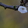 十月桜 春の部