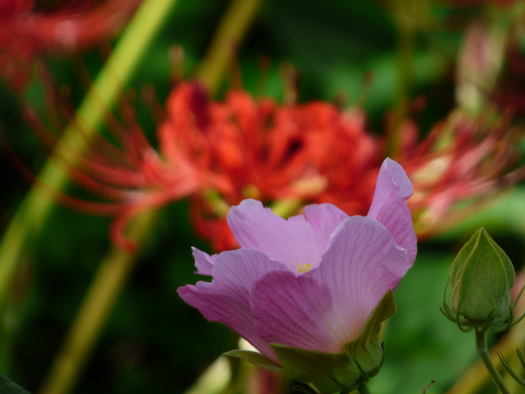 酔芙蓉