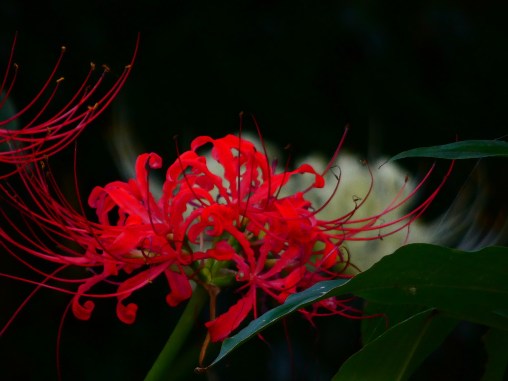 白に赤を重ねて