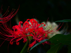 白に赤を重ねて