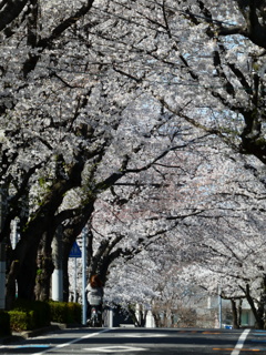 桜のトンネル