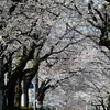桜のトンネル