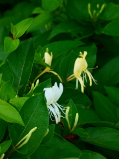 開花してすぐに受粉