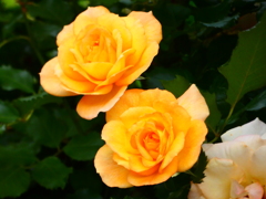 生垣の薔薇（２）