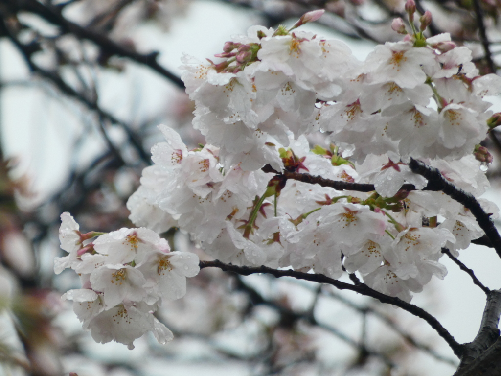 雨の中の桜 ーソメイヨシノ（１）－