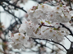 雨の中の桜 ーソメイヨシノ（１）－