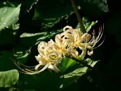 白花彼岸花