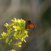 ベニシジミのからし菜ライド
