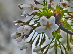 雨の中の桜 ー大島桜（３）－