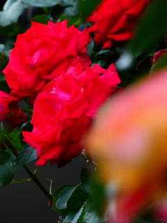 生垣の薔薇（12）