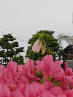 仕事先にて さいたま市西区役所の植え込み