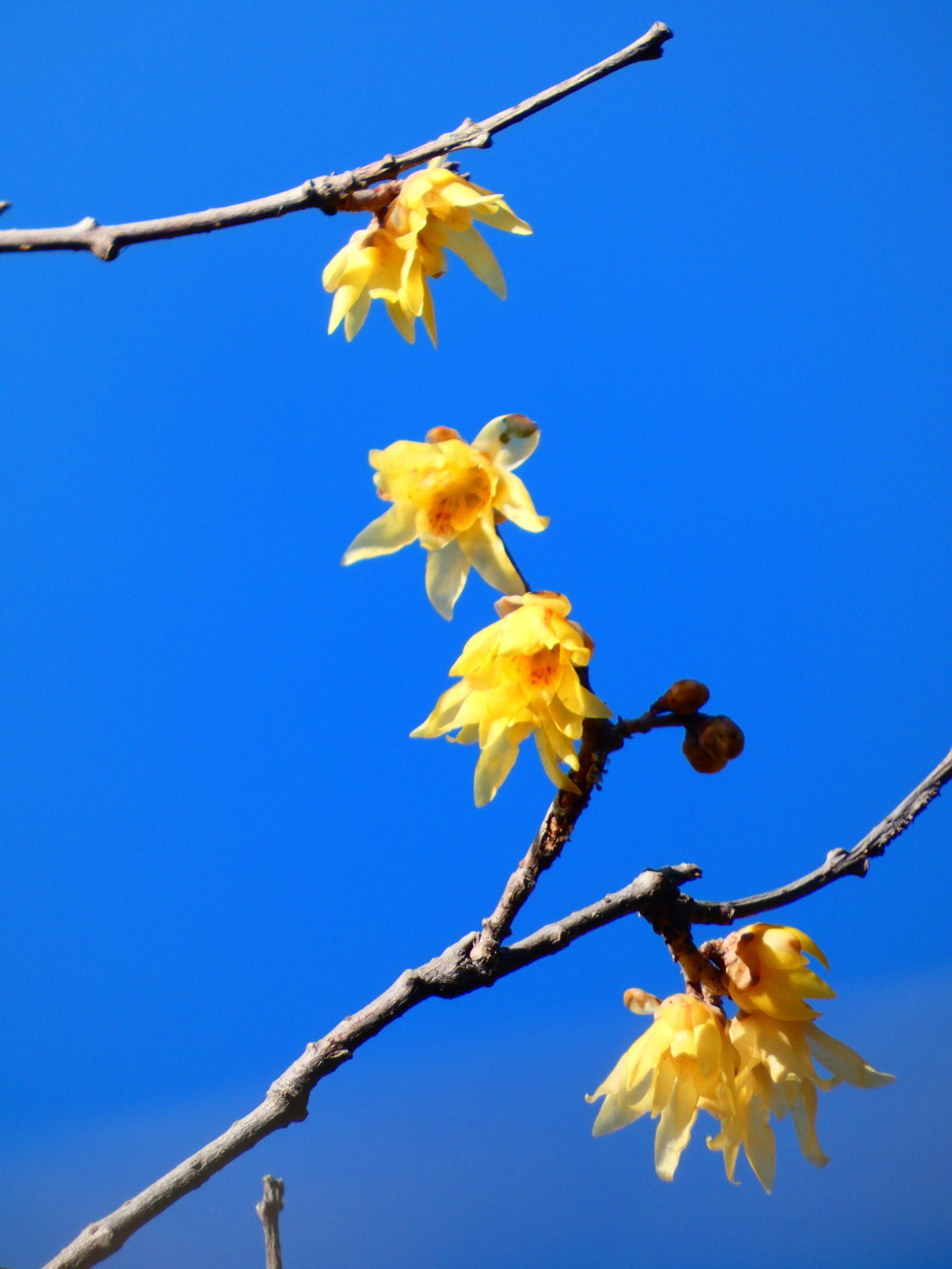 実生から始まるドラマ