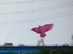 怪鳥