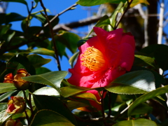 椿 大虹