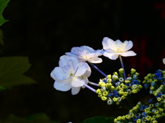 三原八重