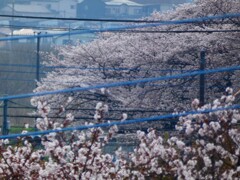 桜回廊遠望