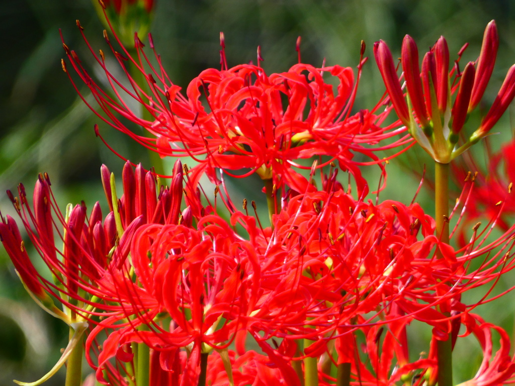 見沼代用水西縁 彼岸花2025（12）