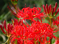 見沼代用水西縁 彼岸花2025（12）