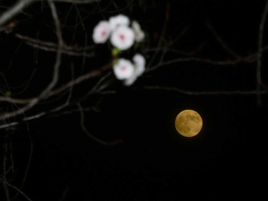 満月と十月桜