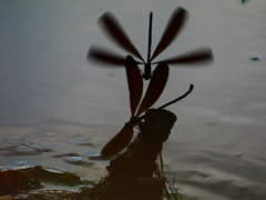 留まり木の取り合い ハグロトンボ女子