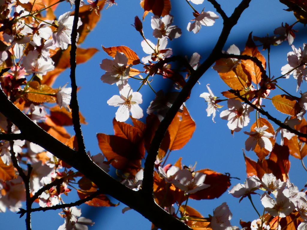 山桜