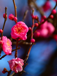 紅梅もほころぶ