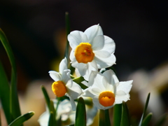 ニホンズイセン