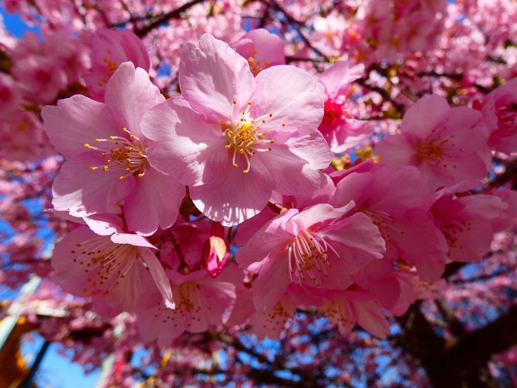 降りかかる桜花